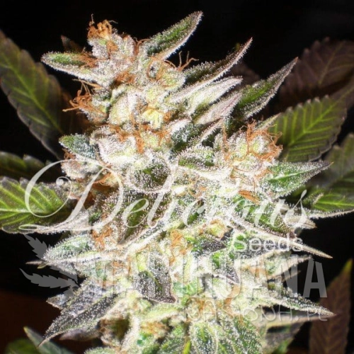 DELICOUS SEEDS - Cheese Candy Auto