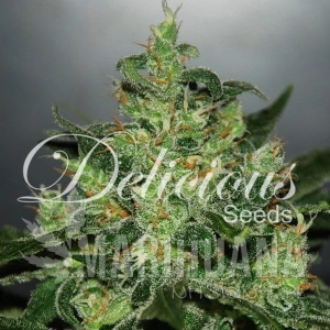 Critical Jack Herer Auto - DELICOUS SEEDS