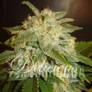 La Bella Afrodita - DELICOUS SEEDS