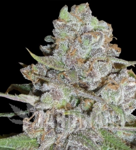 La Diva - DELICOUS SEEDS