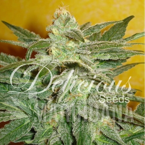 DELICOUS SEEDS - La Fruta Di Venus