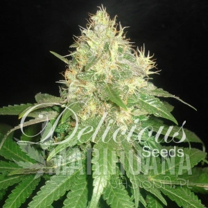 Northern Light Blue Auto - DELICOUS SEEDS
