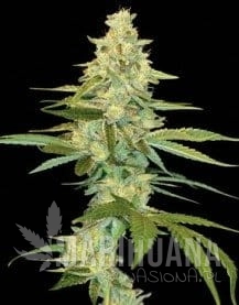 Cannalope Kush - DNA GENETICS
