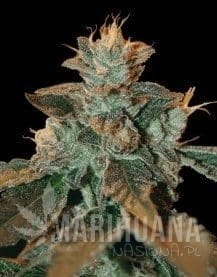 DNA GENETICS - Cataract Kush