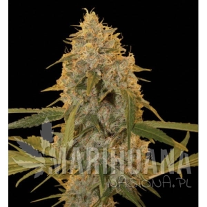 Chocolate Fondue - DNA GENETICS