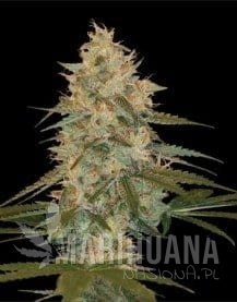 DNA GENETICS - Chocolope Kush