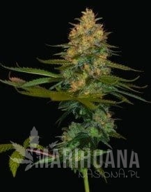 DNA GENETICS - Exodus Kush