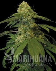 DNA GENETICS - Holy Grail Kush