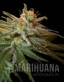 Kushberry - DNA GENETICS