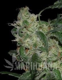 DNA GENETICS - LA Cannalope