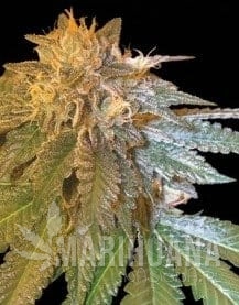 DNA GENETICS - LA Confidential