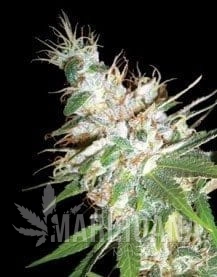 LA Woman - DNA GENETICS