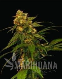 DNA GENETICS - Lemon OG Kush