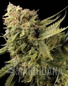 DNA GENETICS - Lemon Skunk