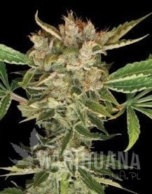 Martian Kush - DNA GENETICS