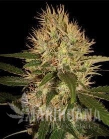 DNA GENETICS - Martian Mean Green
