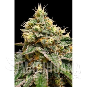 OG LA Affie - DNA GENETICS