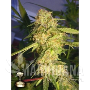 ReCon - DNA GENETICS