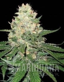 Rocklock - DNA GENETICS