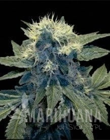 DNA GENETICS - Sharksbreath '09