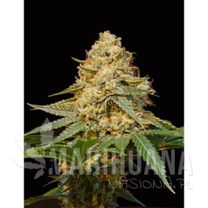 LA Silver - DNA GENETICS