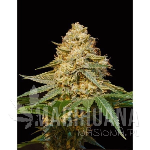 DNA GENETICS - LA Silver