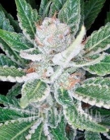 DNA GENETICS - Sleestack