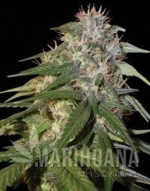 Sour Cream - DNA GENETICS