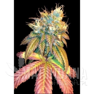 Sour Secret - DNA GENETICS