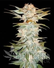 Stacked Kush - DNA GENETICS