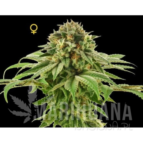 DNA GENETICS - Grape LA