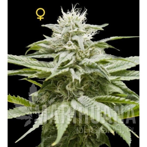 DNA GENETICS - Island