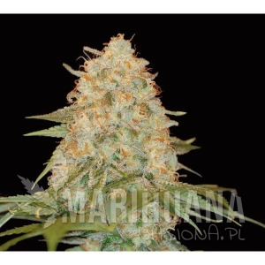 LA Chocolat - DNA GENETICS
