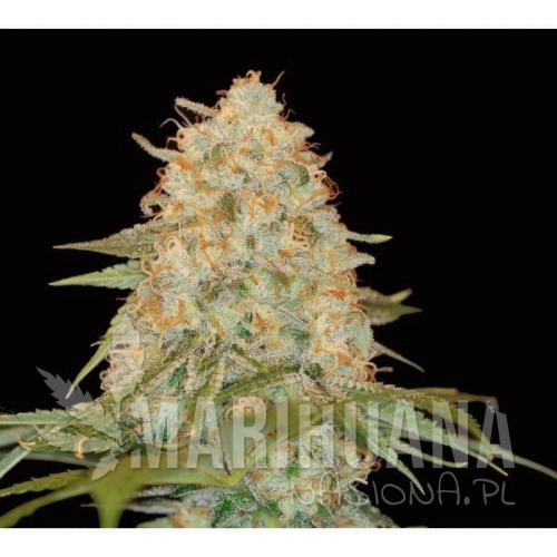DNA GENETICS - LA Chocolat