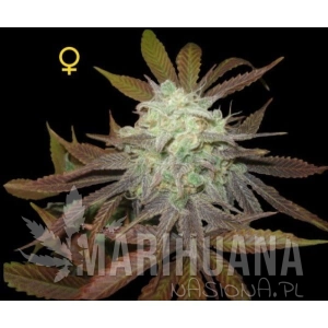 Purple LA - DNA GENETICS