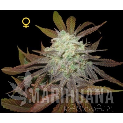 DNA GENETICS - Purple LA