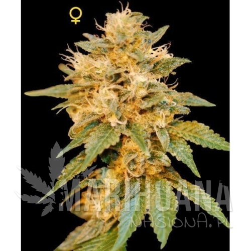 DNA GENETICS - SnowLAnd
