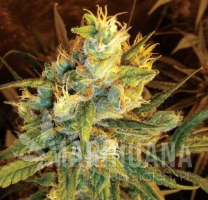 Sweet Haze - DNA GENETICS