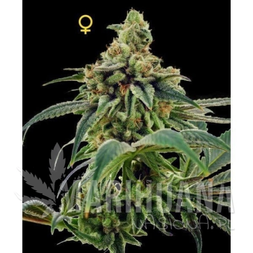 DNA GENETICS - Training Day