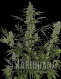 DNA GENETICS - 60 Day Lemon