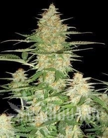 DNA GENETICS - 60 Day Wonder
