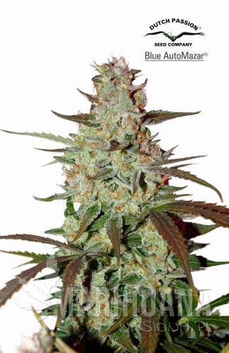 DUTCH PASSION - Blue Automazar
