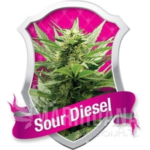 Sour Diesel - ROYAL QUEEN SEEDS
