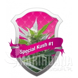 Special Kush#1 - ROYAL QUEEN SEEDS