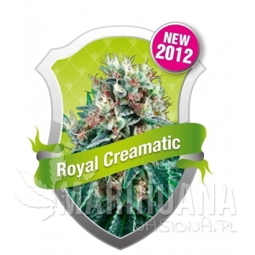 ROYAL QUEEN SEEDS - Royal Creamatic Automatic
