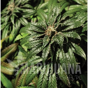 Bubblegum Kush - THE BULLDOG SEEDS