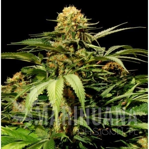 Bullshark - THE BULLDOG SEEDS