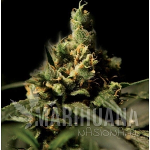 Citral Skunk - THE BULLDOG SEEDS