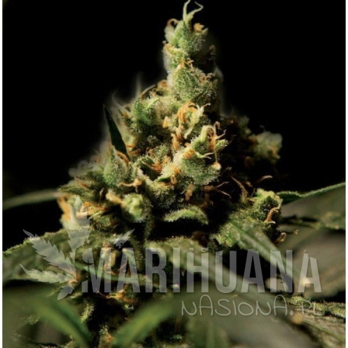 THE BULLDOG SEEDS - Citral Skunk