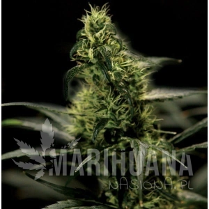 Energy Haze - THE BULLDOG SEEDS